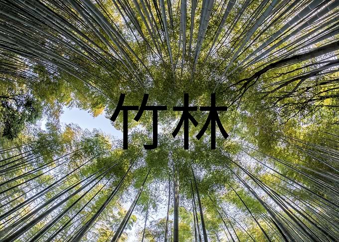 Bamboo Forest Japan