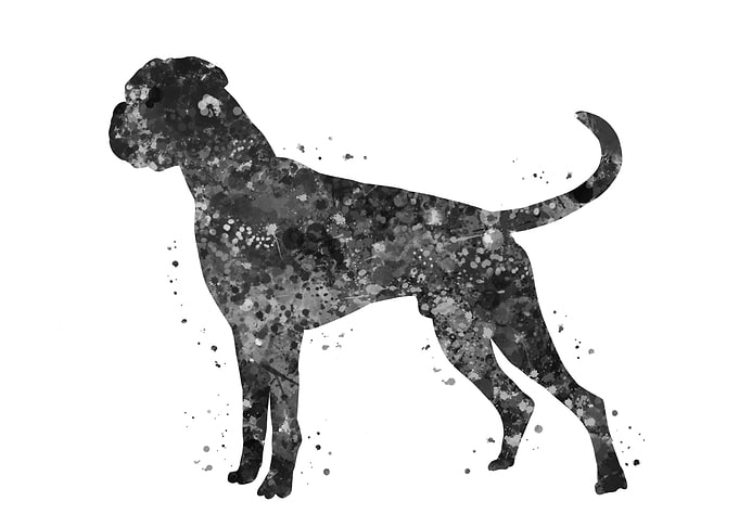 Boxer dog