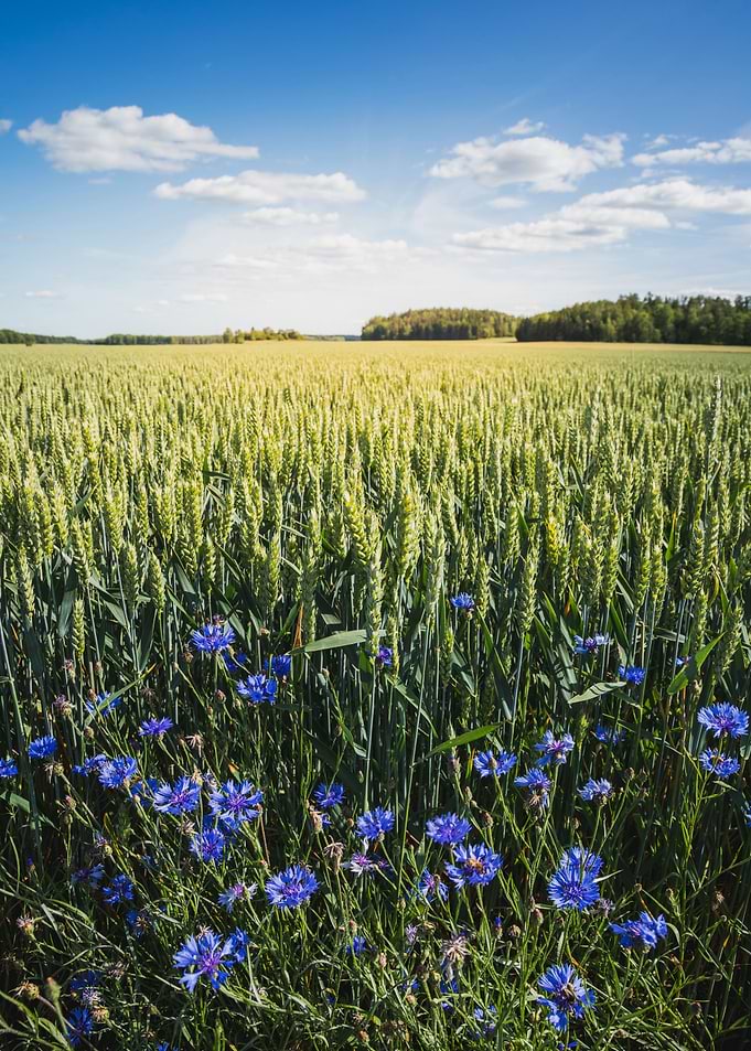 Summer Fields Cornflower