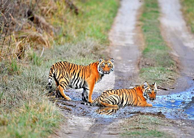 Two Tigers Playing