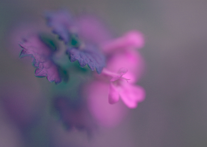 Magenta garden