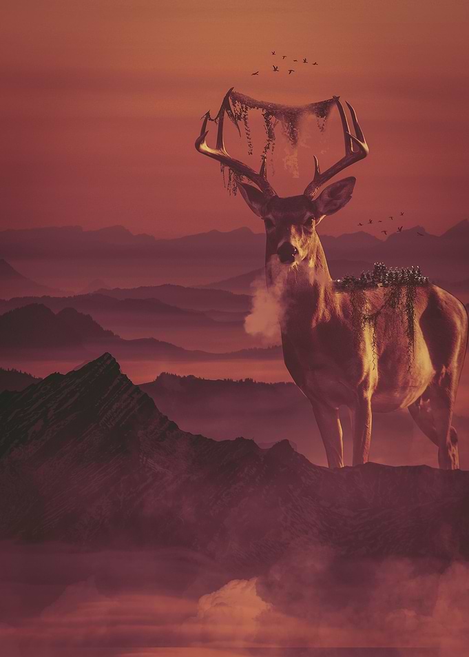 Lost deer