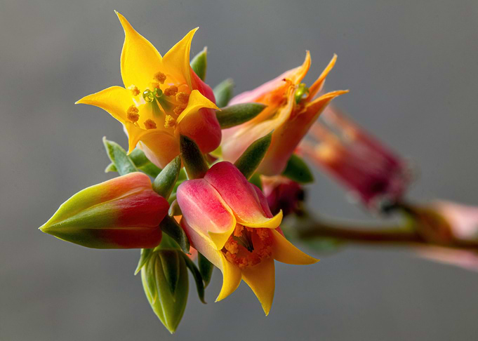 Echeveria I