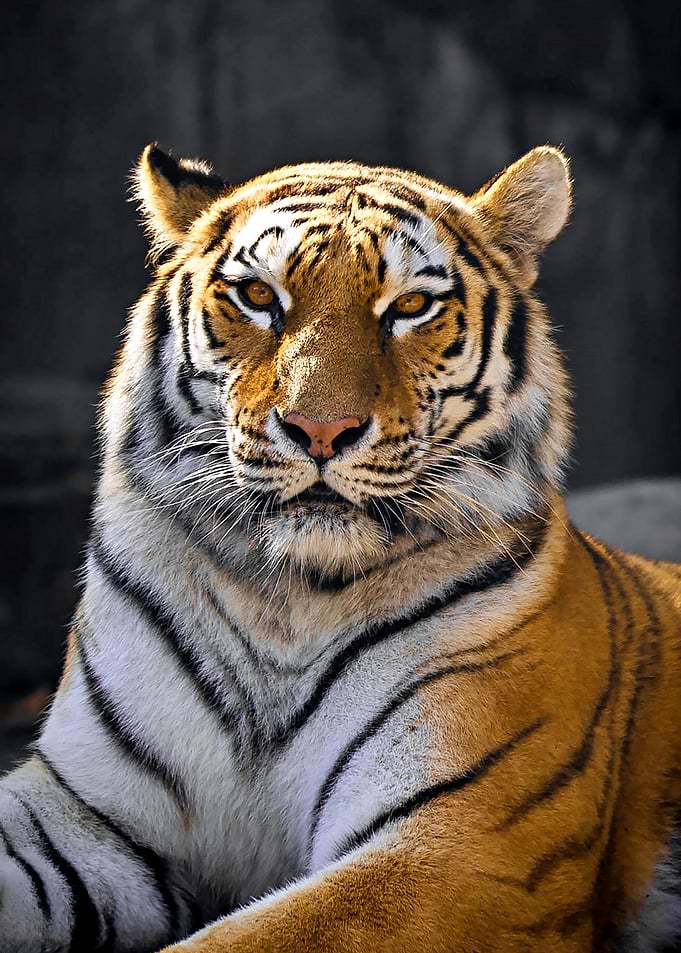 Gorgeous Tiger