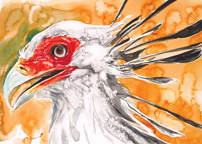 Secretary Bird