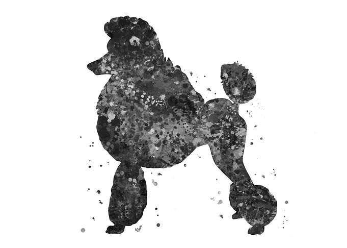 Poodle