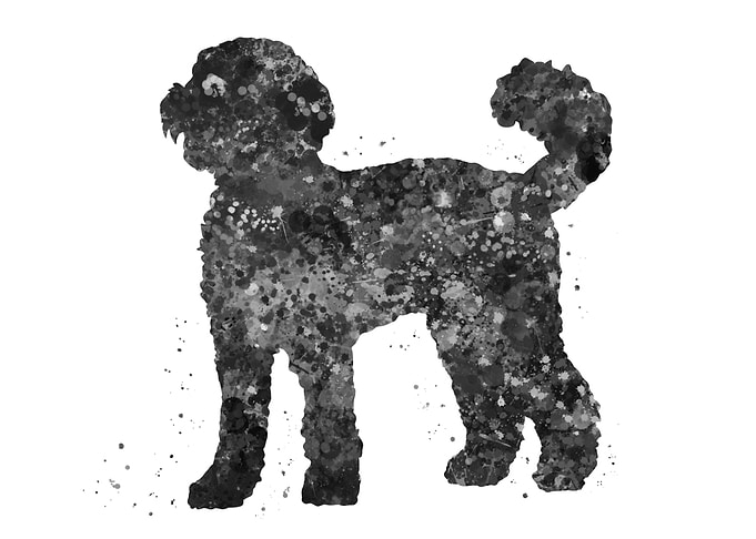 Labradoodle