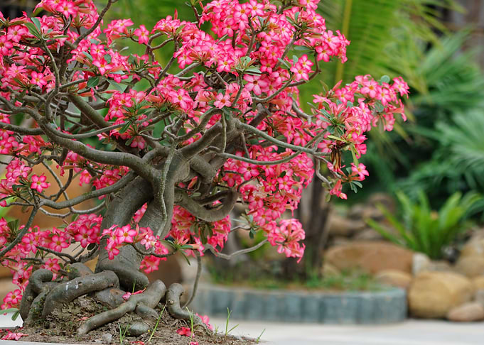 Bonsai in Pink blooms