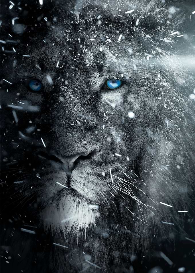 white lion snow blue eyes