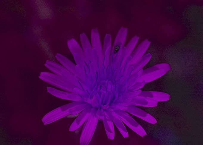 purple pit