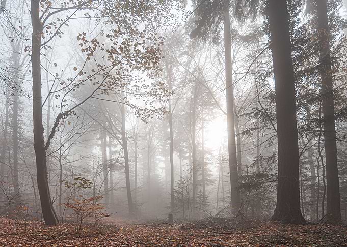 Autumn cloud forest