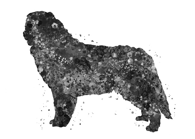 Bernese Mountain