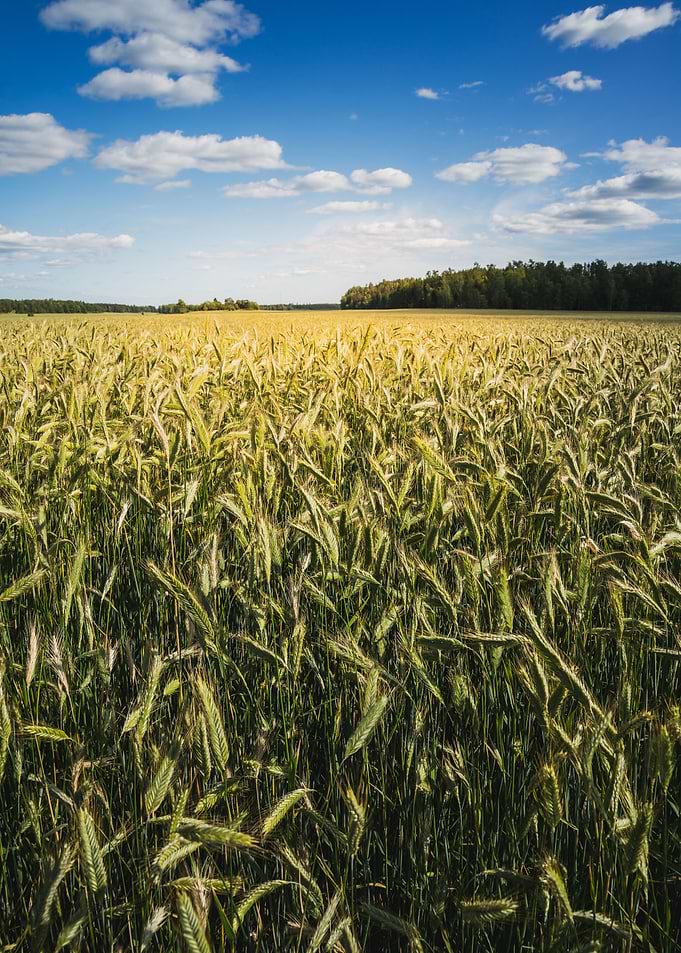 Summer Fields
