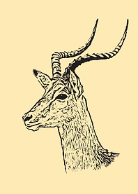 Antelope portrait
