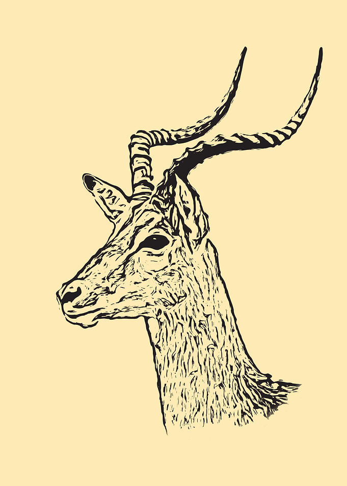 Antelope portrait