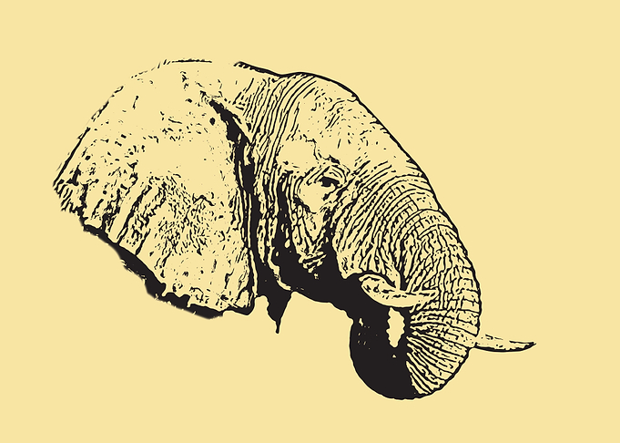 Elephant portrait