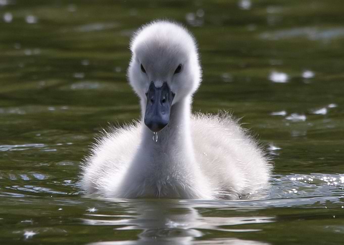 Duckling swims