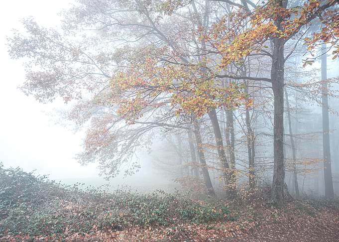 Cloud trees