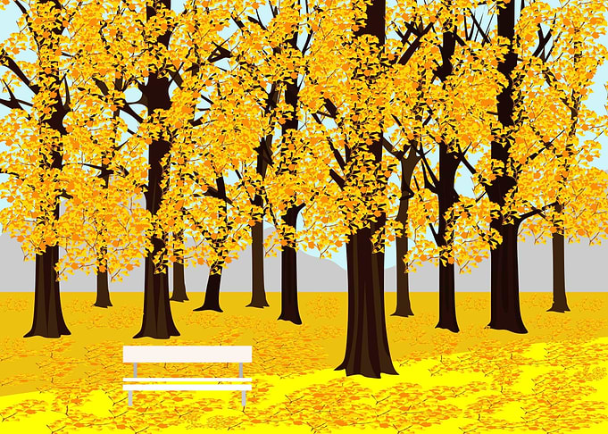 ginkgo garden