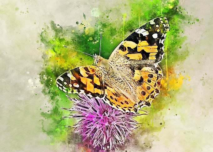 Stunning butterfly artwork