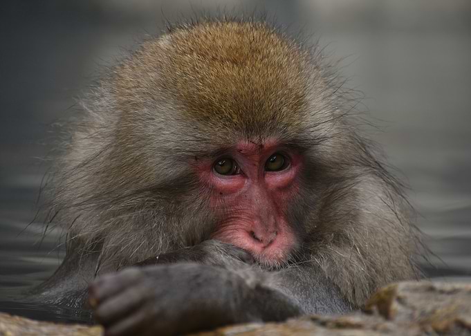Monkey on the edge