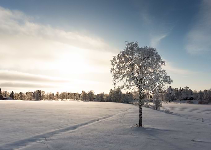 Frost Covered Birch Tree
