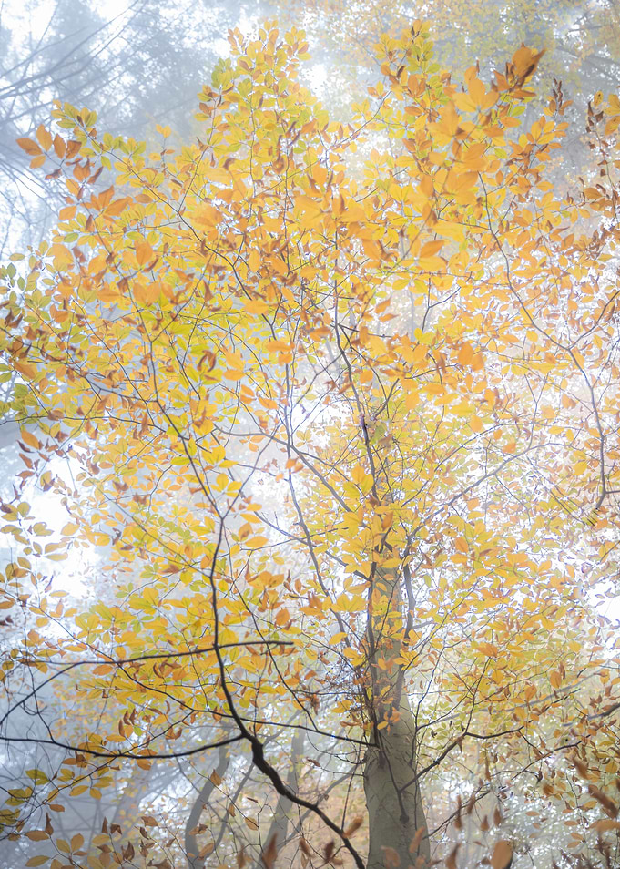 Autumn trees