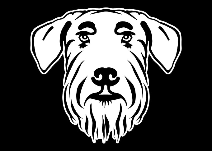 Giant Schnauzer