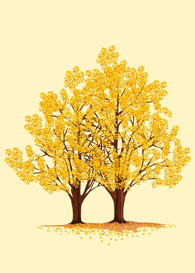 ginkgo trees