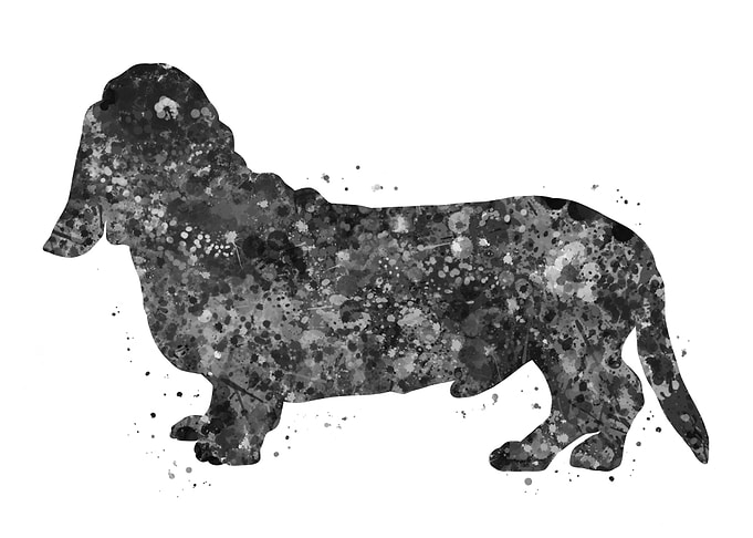 Basset Hound
