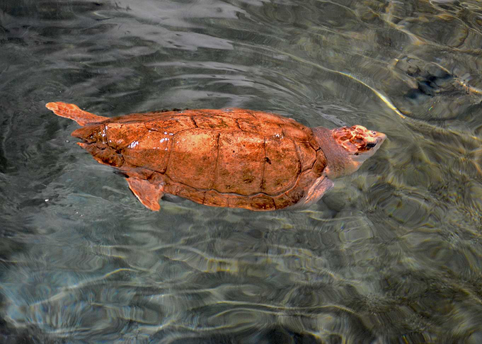 Turtle swimming into water