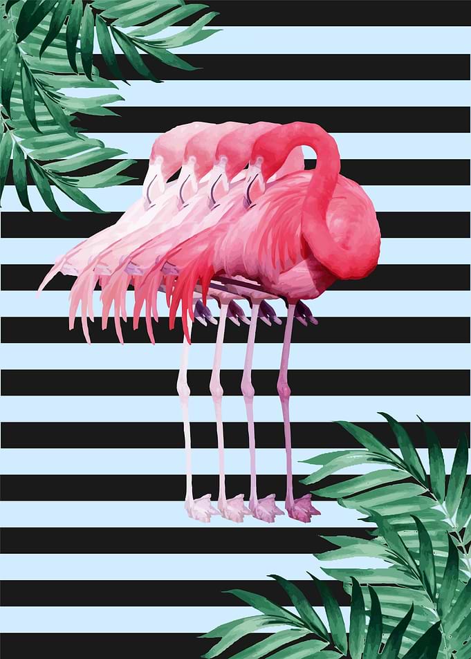 flamingo