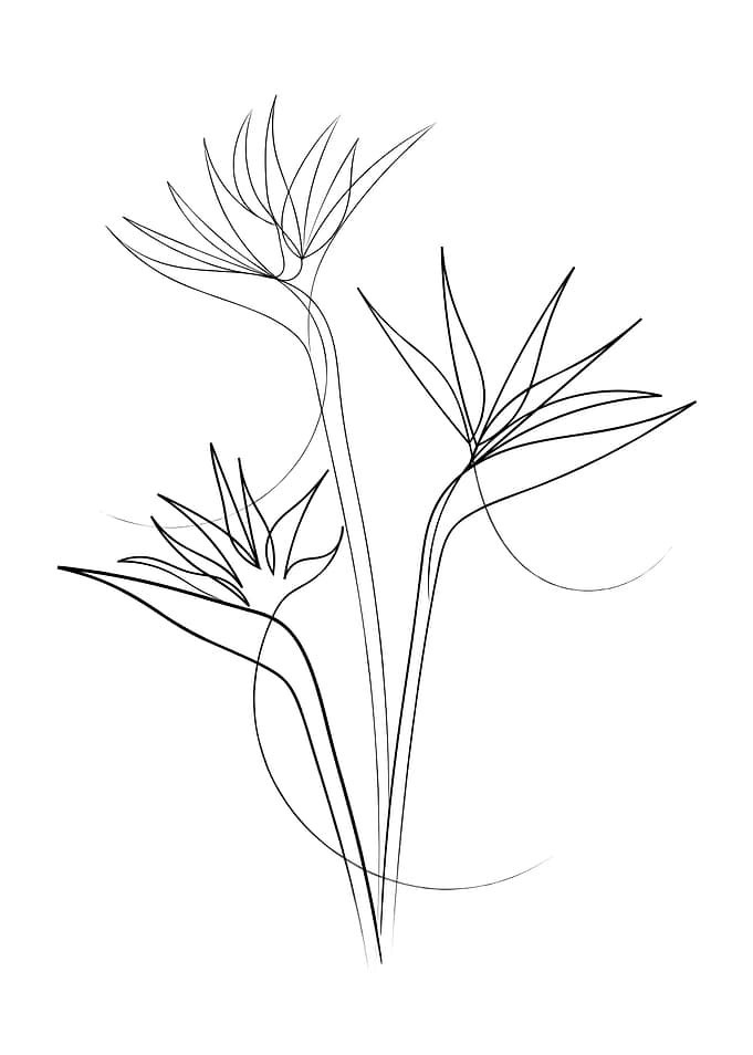 Birds Of Paradise Line Art