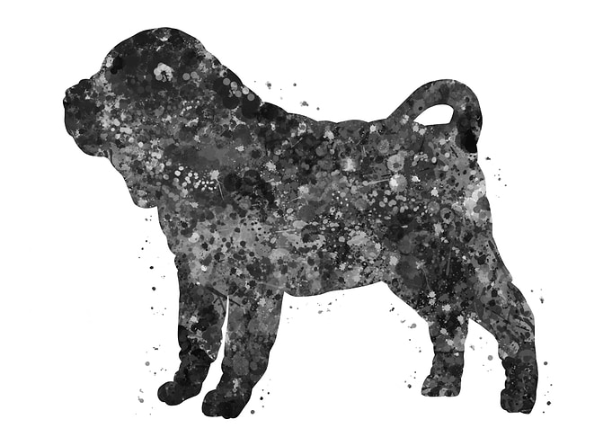 Shar Pei