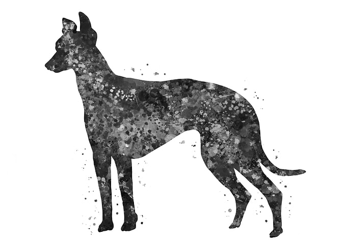 Greyhound