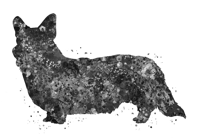 Cardigan Welsh Corgi