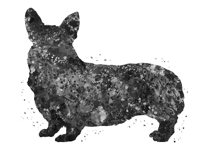 Pembroke Welsh Corgi