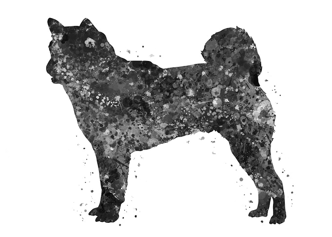 Shiba inu