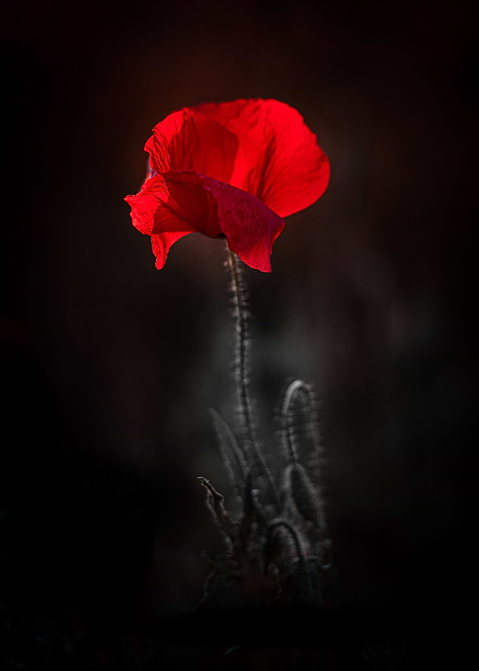 Summer poppy
