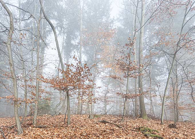 Autumn cloud forest 2