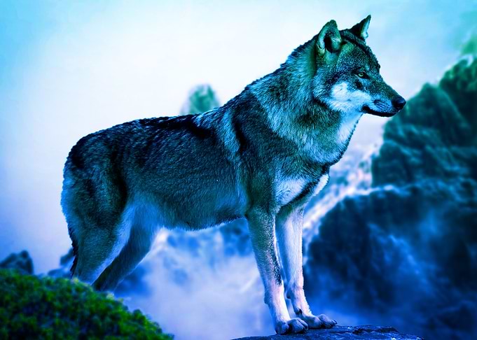 Wolf
