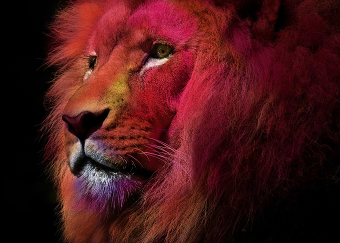 the red lion