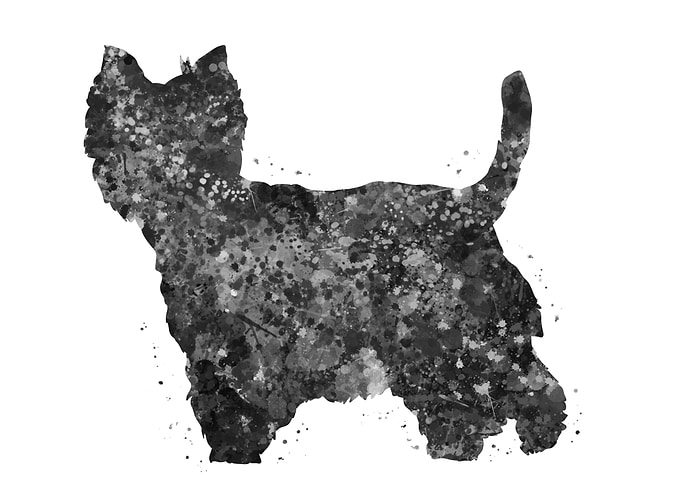 Westie