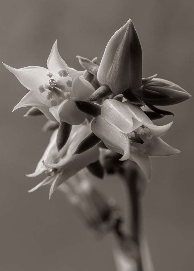 Echeveria II