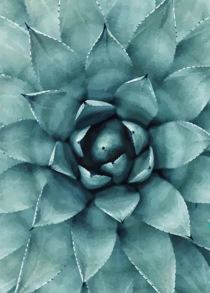 sculent tropical