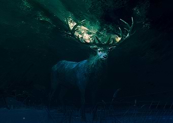 Deer