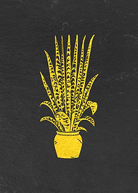 Golden Dracaena on Slate