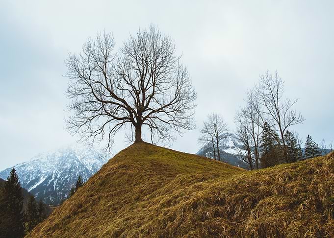 snow mountain tree brown
