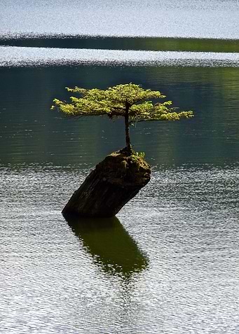Lone bonsai in watergarden
