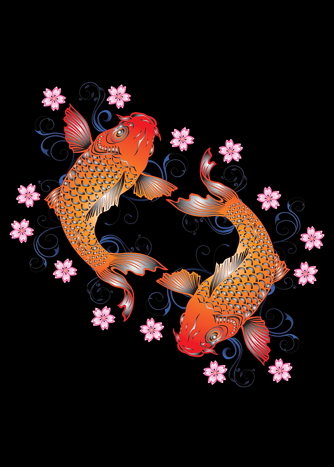 Koi carp fish